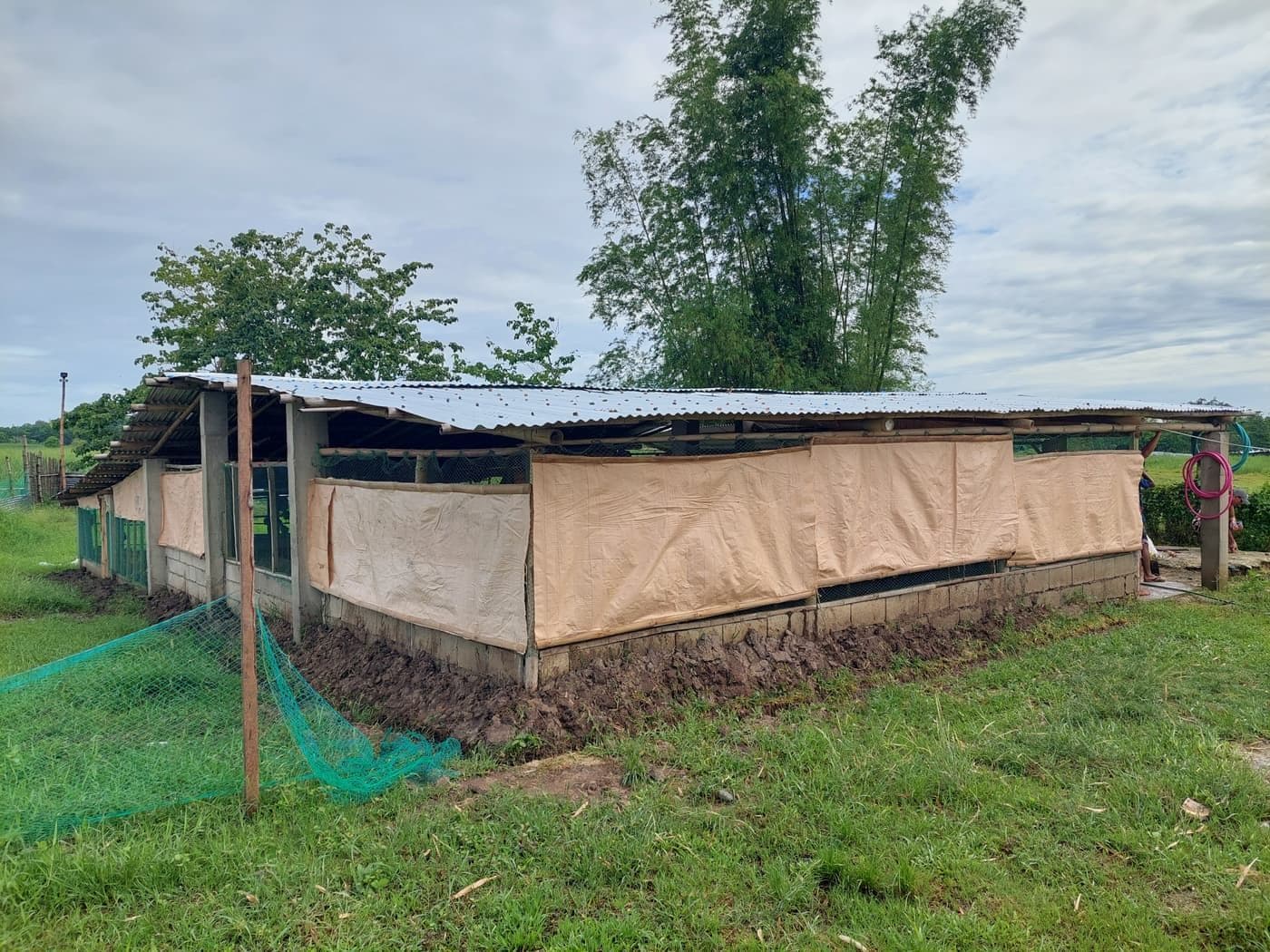 ANJL Animal Farm layer hens in open barns