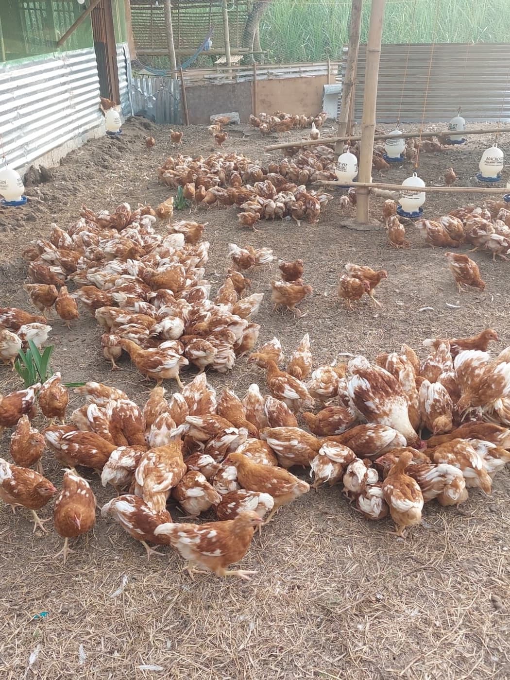 ANJL Animal Farm producing 2,400 eggs daily
