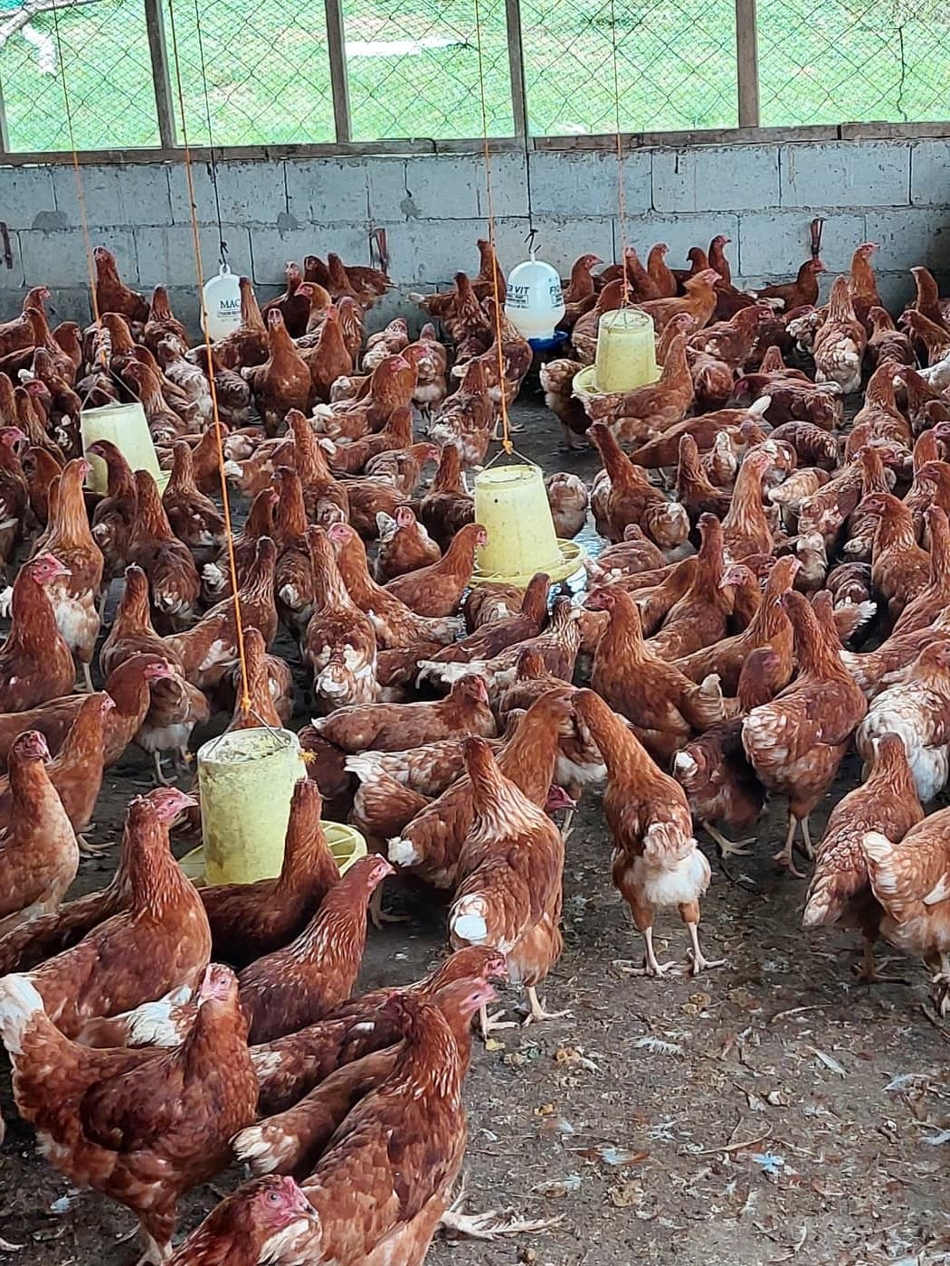 ANJL Animal Farm — 3,000 layer hens and growing
