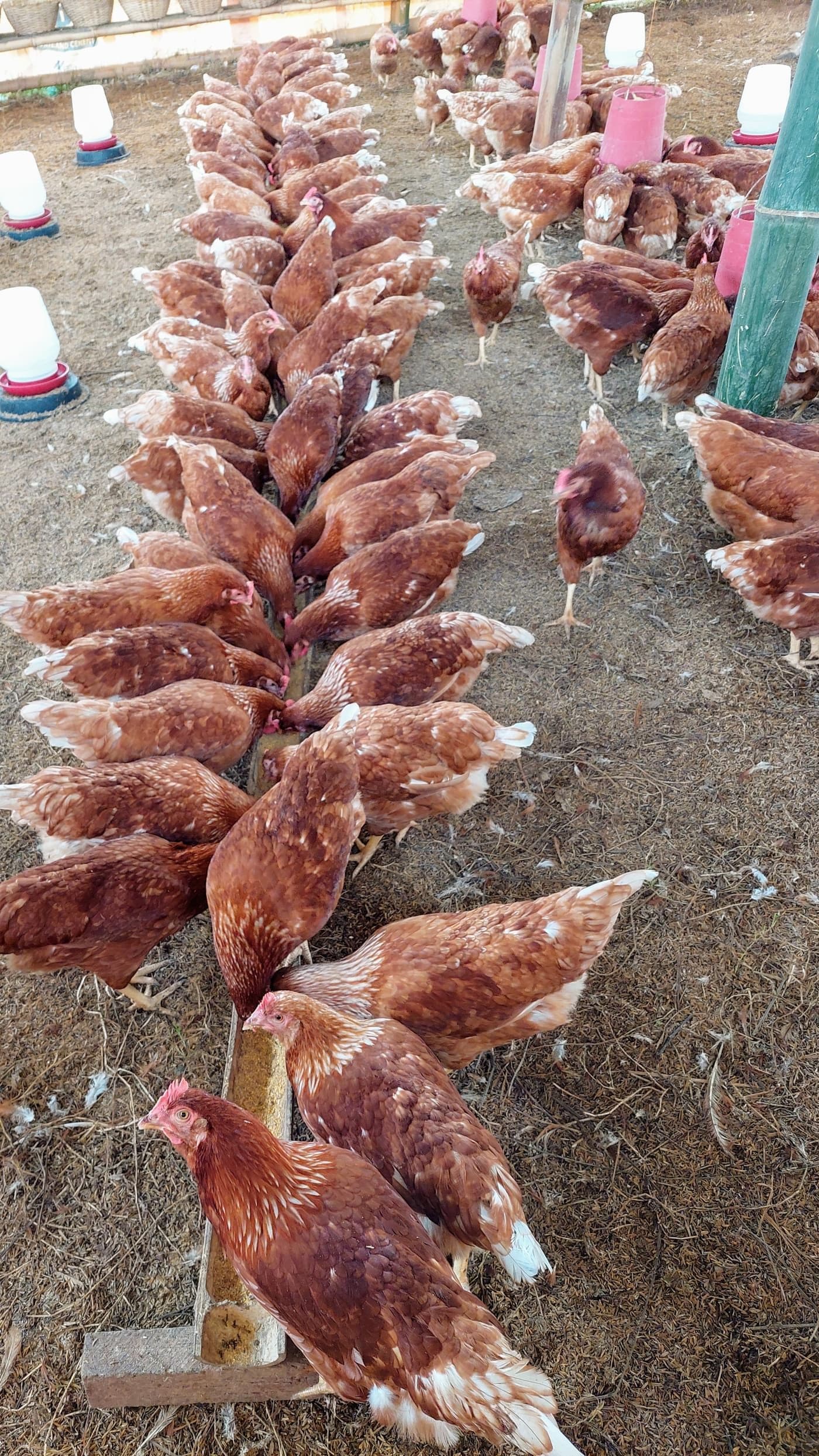 ANJL Animal Farm in 2021 — starting with 500 ready-to-lay hens in Murcia