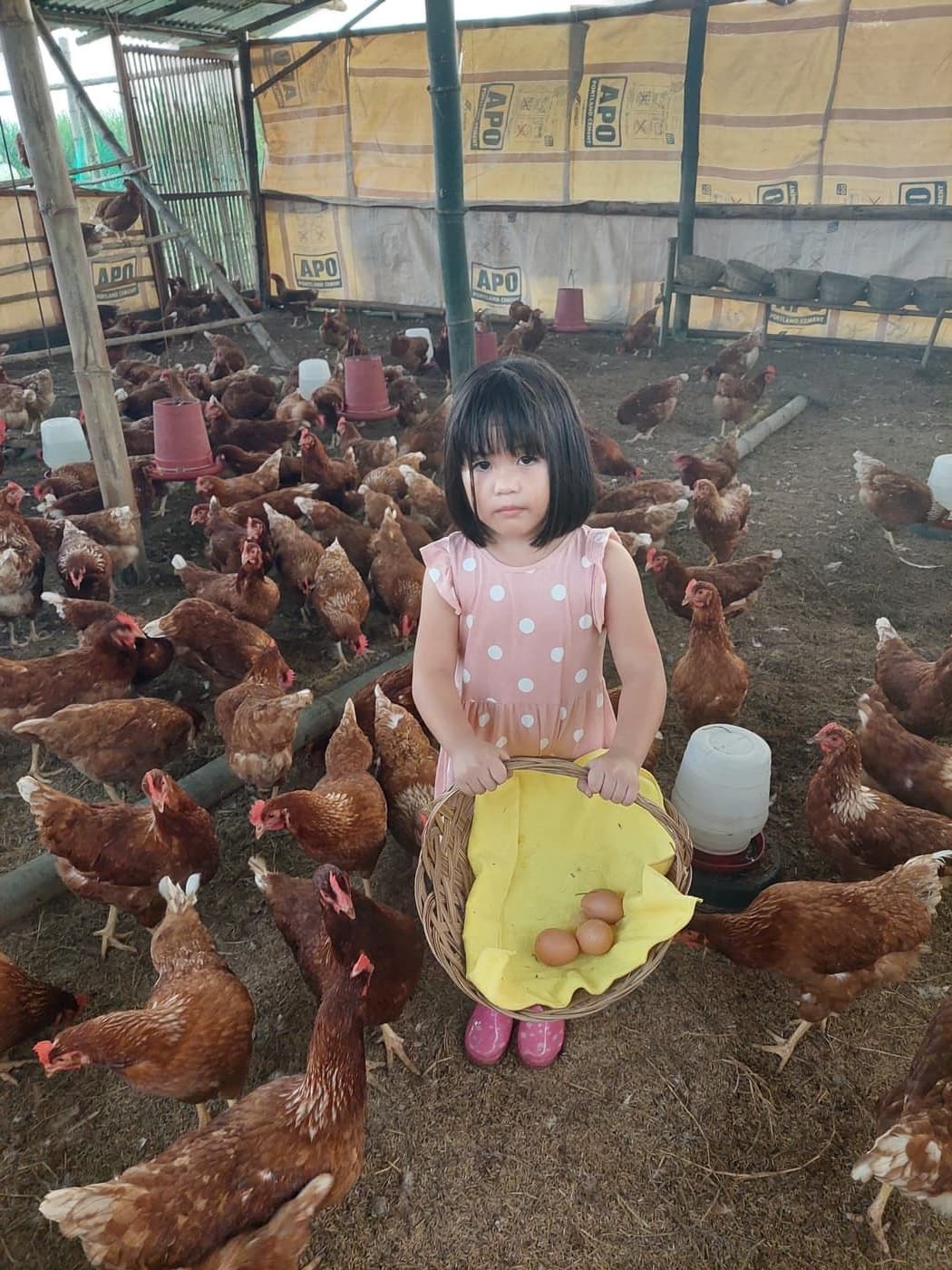ANJL Animal Farm early barn construction in Murcia, Negros Occidental